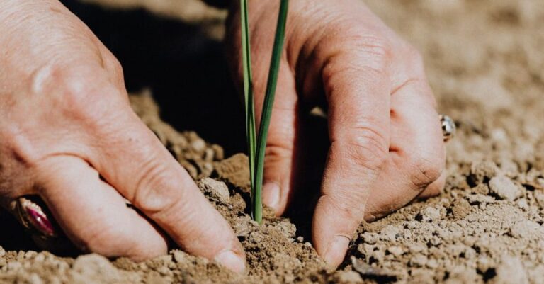 Responsibilities - Crop faceless woman planting seedling into soil